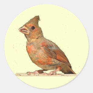 Baby Cardinal Classic Round Sticker