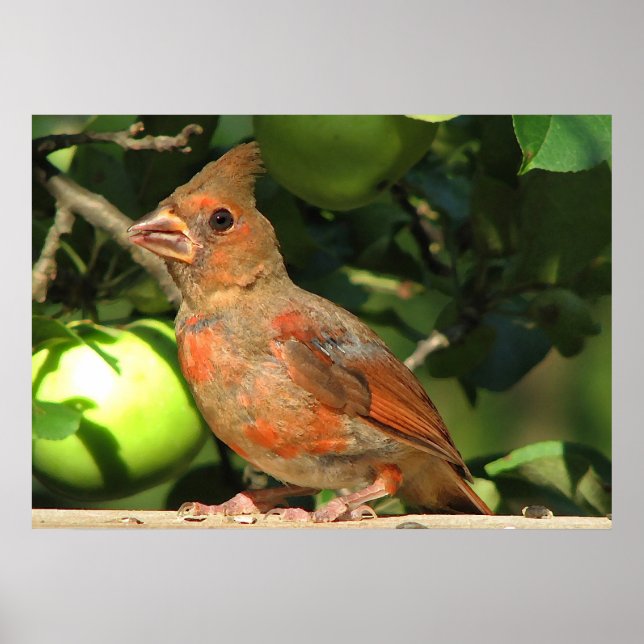 Baby Cardinal Poster (Front)