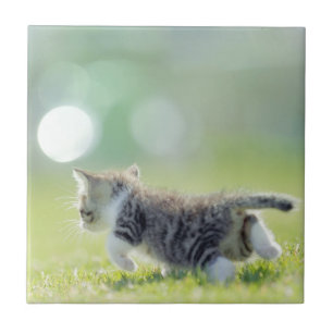 Baby cat running on grass field. tile