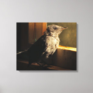 Baby Catbird Canvas Print