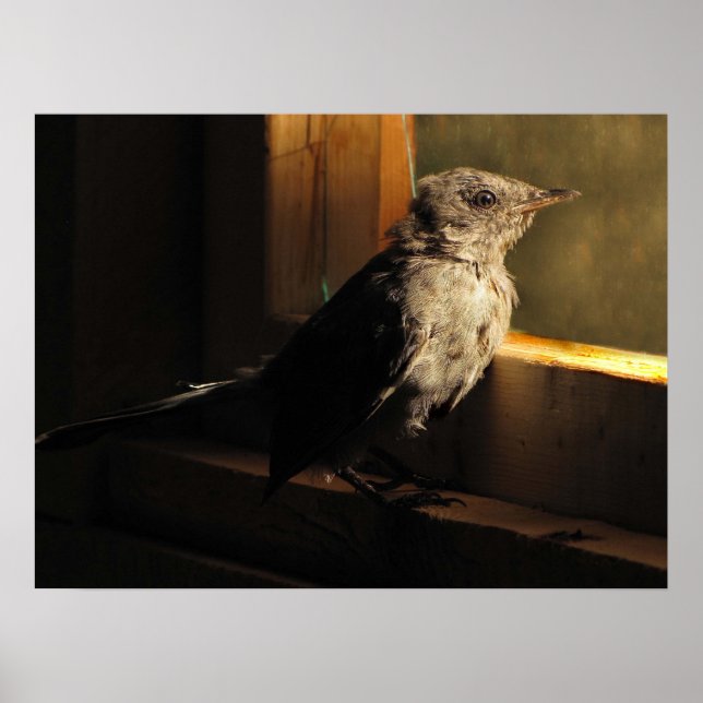 Baby Catbird Poster (Front)