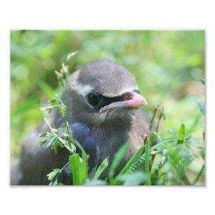 Baby Cedar Waxwing Bird 8x10 Nature  Photo Print
