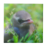 Baby Cedar Waxwing Bird Animal