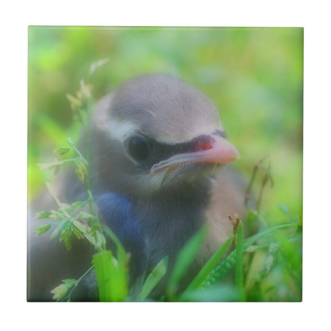 Baby Cedar Waxwing Bird Animal Tile (Front)