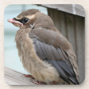 Baby Cedar Waxwing Bird Nature Coaster Set