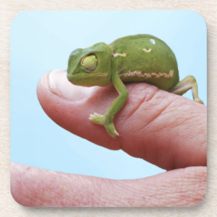 Baby chameleon perspective coaster
