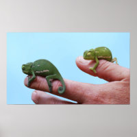 Baby chameleons perspective