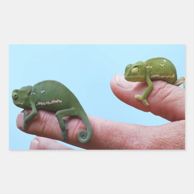 Baby chameleons perspective rectangular sticker (Front)