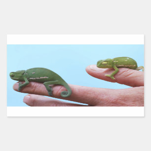 Baby chameleons perspective rectangular sticker