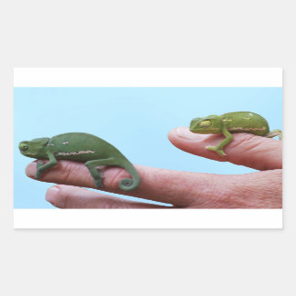 Baby chameleons perspective rectangular sticker