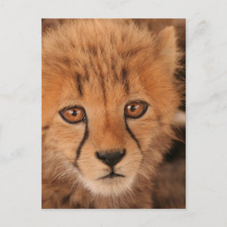 Baby Cheetah Postcard