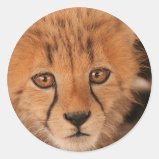 Baby Cheetah Stickers