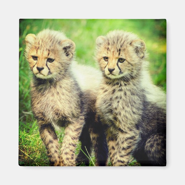 Baby Cheetahs Magnet (Front)