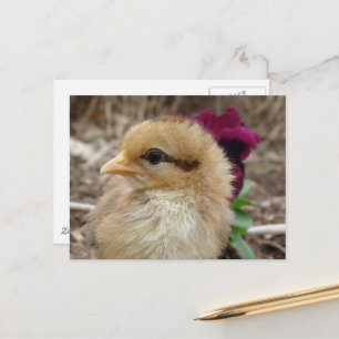 Baby Chick and Pansy Flower Postcard
