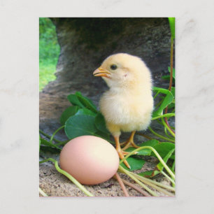 Baby Chick Chicken With Pink Egg Postcard