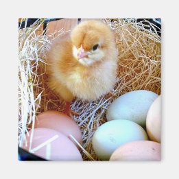Baby chick in basket of eggs. Easter basket. Magnet
