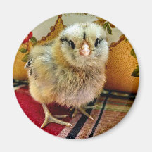Baby Chick Magnet Farm Magnet