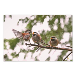 Baby Chickadees and Mother Bird Photo Print