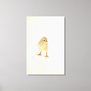 Baby chicken canvas print