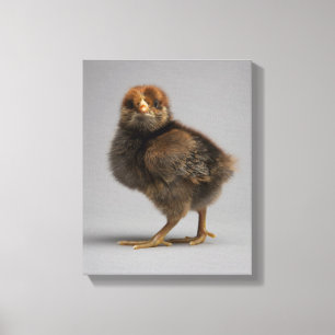 Baby Chicken Canvas Print