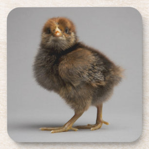 Baby Chicken Coaster