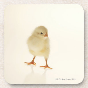 Baby chicken coaster