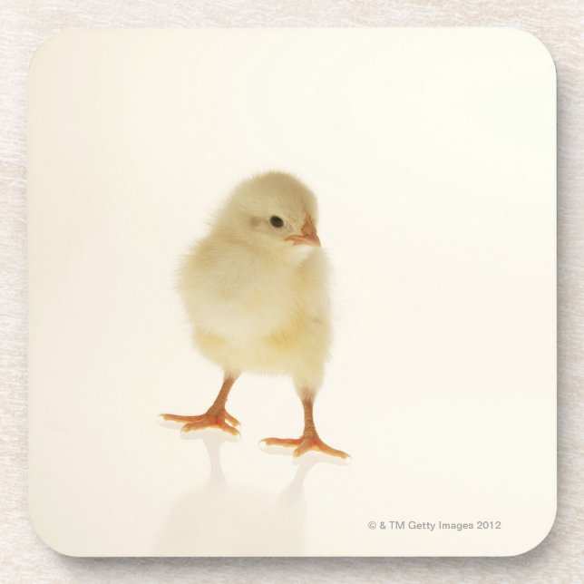Baby chicken coaster (Front)
