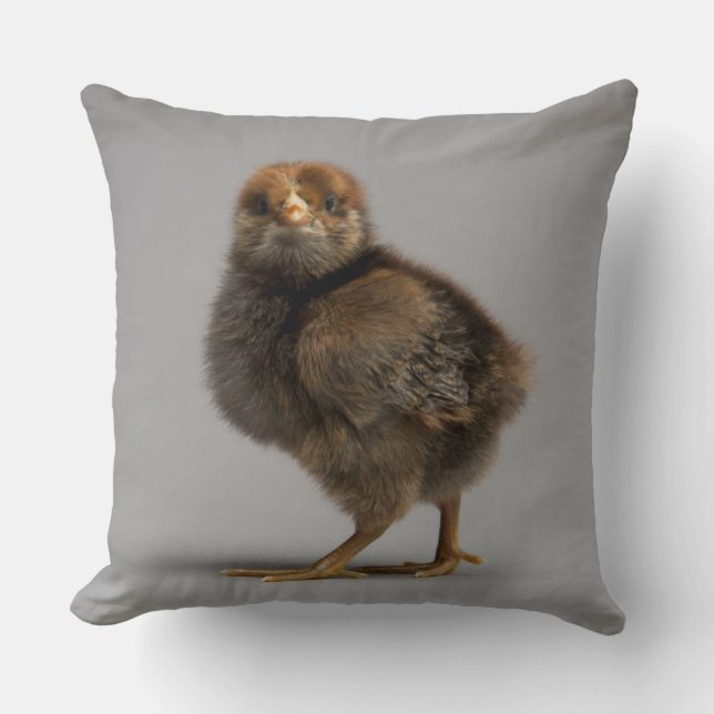 Baby Chicken Cushion (Front)