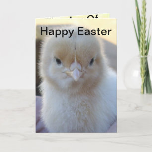 Baby_Chicken_Easter_Greeting_Card. Holiday Card
