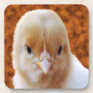 Baby Chicken Face, Coasters