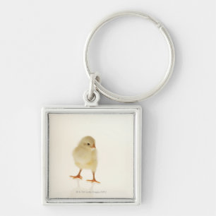Baby chicken key ring