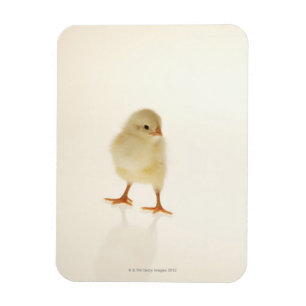 Baby chicken magnet