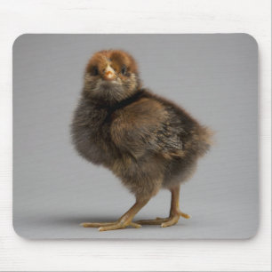 Baby Chicken Mouse Pad