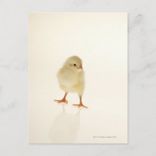 Baby chicken postcard