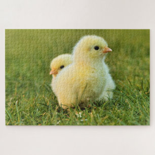 Baby Chicken Puzzle