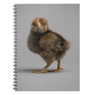 Baby Chicken Spiral Notebook