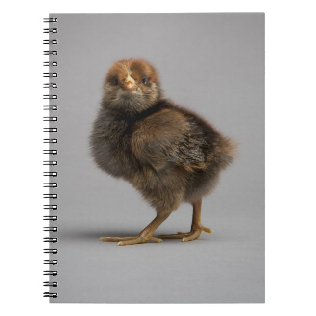 Baby Chicken Spiral Notebook (Front)