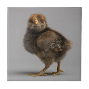 Baby Chicken Tile