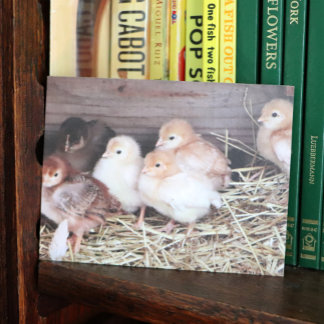 Baby Chickens cute chicks farm photography Holiday Postcard