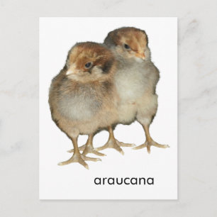 Baby chicks araucana chickens ornithology birds postcard