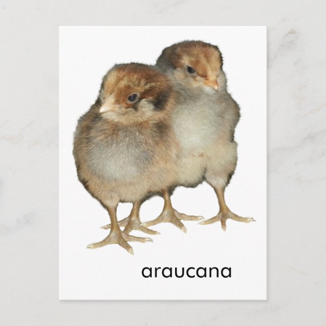 Baby chicks araucana chickens ornithology birds postcard (Front)