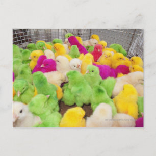Baby Chicks In A Pen At A Market Coloured By Dye Postcard