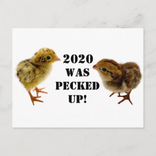 Baby Chicks Postcard