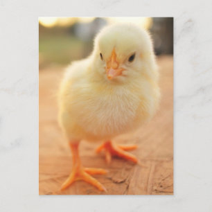 Baby Chicks Postcard