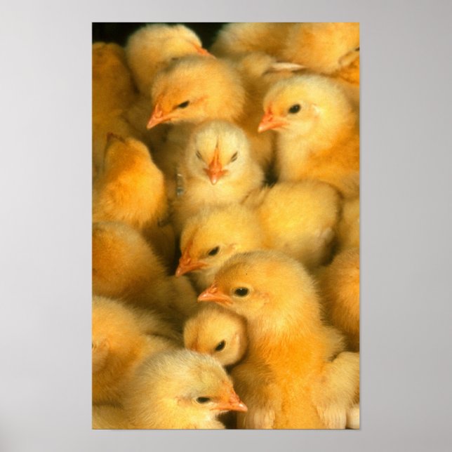 Baby chicks poster (Front)