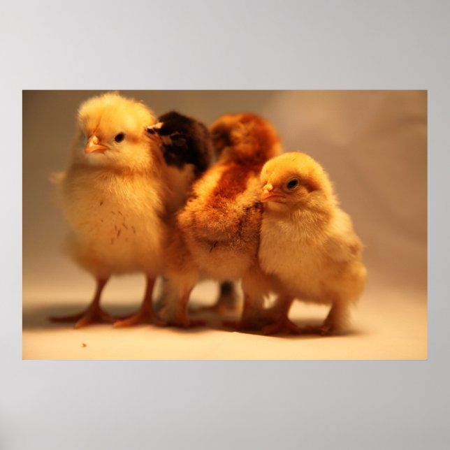 Baby Chicks Poster (Front)