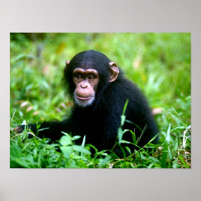 Baby Chimp in Grass Poster (Front)