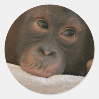 Baby Chimp Sticker