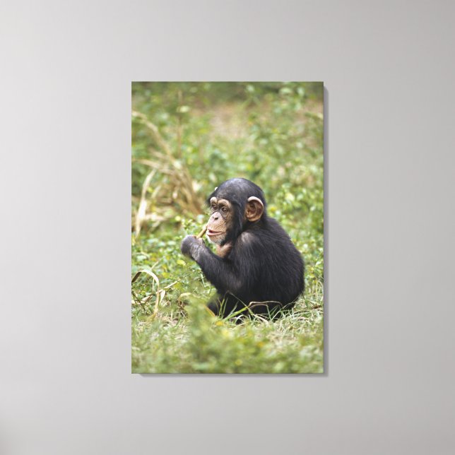 Baby Chimpanzee | Pan Troglodytes Canvas Print (Front)