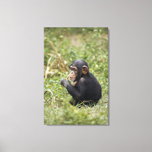 Baby Chimpanzee Pan Troglodytes Canvas Print